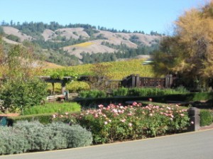 Vineyards in early November 2007