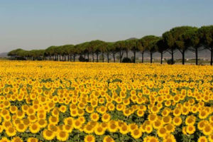 Field of sunflowers