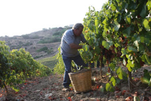 Hand harvest in Sicily