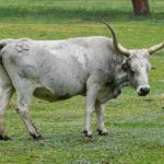 Maremma cattle