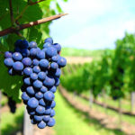 Sangiovese grapes