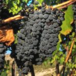 Sangiovese grapes 3