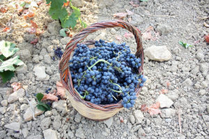 Sicily harvest